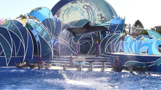 Dolphin Days Full Show at SeaWorld San Diego 102616 [upl. by Letizia]