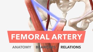 Femoral Artery  Anatomy Branches amp Relations [upl. by Ayortal]