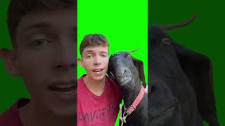 Man Sings to a Goat meme  Green Screen [upl. by Wynn]