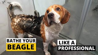 How to Bathe your Beagle the Right Way  Beagle Grooming Part 3 [upl. by Bridge560]