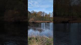 gainfordpetservices gainford rivertees [upl. by Cadal]