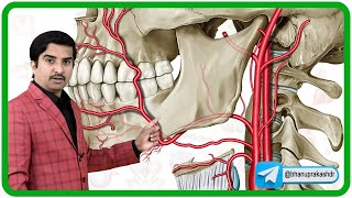 External Carotid Artery Anatomy and its branches Animation 🌟🚀 [upl. by Esile]