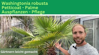 Washingtonia robusta auspflanzen 🌴 Petticoat Palme  Washingtonia robusta Pflege [upl. by Fae180]