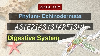 Echinodermata  Asterias Starfish  Digestive System  Zoology [upl. by Bjorn]