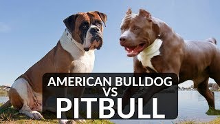 PITBULL vs AMERICAN BULLDOG [upl. by Isia741]