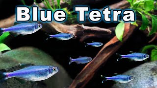 Blue Tetra Care and Breeding Check Out This Active and Confident Tetra [upl. by Hachman]