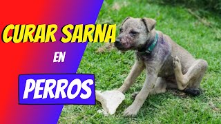 🔥CÓMO CURAR LA SARNA EN PERROS🐕‍🦺👩🏻‍⚕️ [upl. by Nimra]