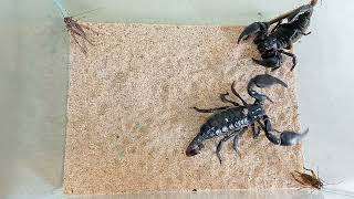 Centipede vs scorpions vs crickets [upl. by Kironde561]