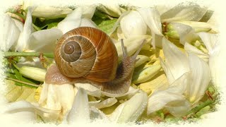 Cute pet  garden snails white flowers of Yucca Filamentosa Schnecke escargot カタツムリ улитка [upl. by Smitty]