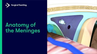 Anatomy of the Meninges [upl. by Neret]