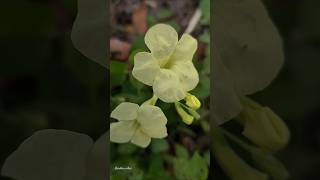 Asystasia Gangetica Variegatacolour Pale yellow Ganges Primrose nature flowers chineseviolet [upl. by Pelagi641]