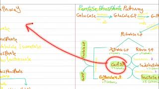 Pentose phosphate pathway Shikimic pathway Pt 2 [upl. by Yllod]