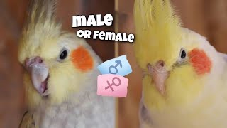 4 Ways to Determine the Gender of a Cockatiel not all mutations [upl. by Saraiya933]