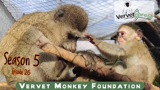 A new life for orphaned baby monkeys is the reward their caregivers get to see [upl. by Nylasej]