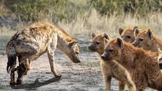 How Hyenas Breeding And Giving Birth In The Wild [upl. by Auliffe]