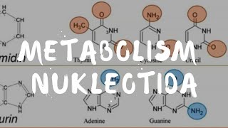 Metabolism nukleotida [upl. by Wieren]