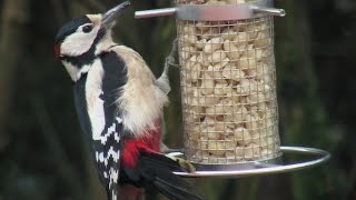 Vögel und ihre Stimmen  Buntspecht [upl. by Ytsirt575]