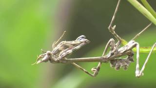 Conehead mantis Empusa Pennata [upl. by Rizzo]