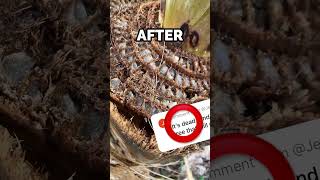 Posthurricane regrowth update bananaplant bananaplantcare hurricanemilton gardening [upl. by Adama]