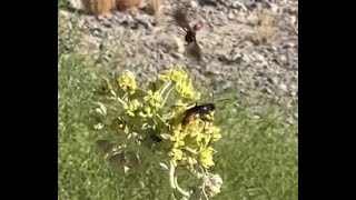 Viral Tarantula Hawk Pepsis Wasp inherent part of Las Vegas ecosystem [upl. by Edasalof267]