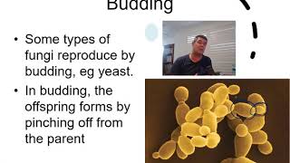 H4 Reproduction In Fungi [upl. by Kwei]