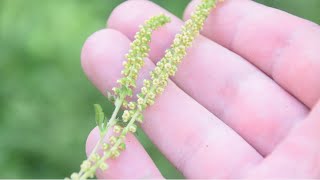 How To Identify Common Ragweed  Ambrosia artemisiifolia  Allergenic Plant [upl. by Poll]