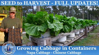 How to Grow Cabbage in CONTAINERS SEED to HARVEST Napa CabbageChinese Cabbage [upl. by Banwell]