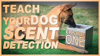 How to Teach Your Dog Scent Detection Episode 1 [upl. by Panthea]