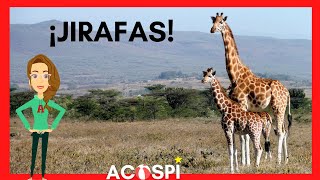 Jirafas  ACOSPI  Video Educativo de Animales para Niños y Niñas  Giraffes in Spanish for kids [upl. by Tecu]