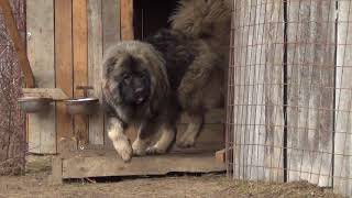 Big Dog Caucasian Ovcharka territorial aggression [upl. by Dronel]