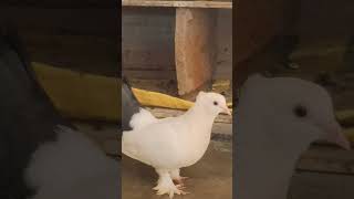 Lakkha kabutar ll how to pigeon lakkha baby [upl. by Reilly924]