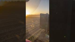 Arrachage de carottes levée de soleil ☀️🚜🥕farming agriculture farmer viralvideo case [upl. by Sregor]