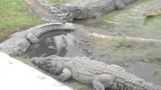 crocodile eating man live [upl. by Shiroma]