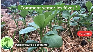 Comment semer les fèves en automne🍁TUTORIEL [upl. by Asiralc]