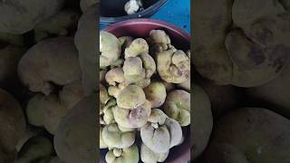 How To Make Badhar Pickle At Home  Badhar Ka Achar Recipe  indianfood villagelifestyle viral [upl. by Tymothy622]