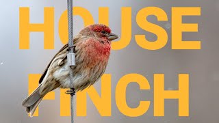 House Finch in 17 Fascinating Facts [upl. by Nawat]