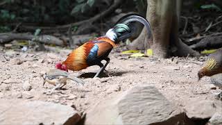 Red Junglefowl Gallus gallus spadiceus Part II [upl. by Nemaj]