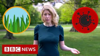 Hay fever or coronavirus The symptoms compared  BBC News [upl. by Reviel860]