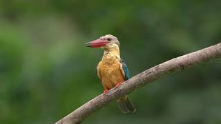 Storkbilled Kingfisher [upl. by Deck]