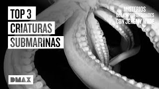 El enigma de 3 criaturas submarinas captadas en vídeo  Misterios de las profundidades [upl. by Ise]