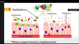 SIMBIOTICOS MECANISMO DE ACCION DE LOS PREBIOTICOS Y LOS PROBIOTICOS EN EL INTESTINO [upl. by Gusti15]