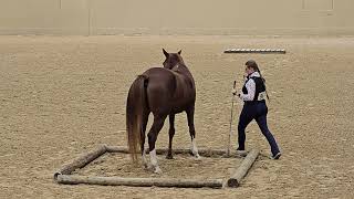 Jenese and Totally in Liberty Obstacles Advanced at the Liberty Festival October 12th 2024 [upl. by Orson612]