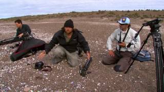 O ATAQUE DAS BALEIAS ORCAS NA PATAGONIA  RICHARD RASMUSSEN [upl. by Gerfen]