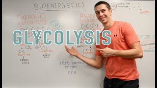 Glycolysis Explained Aerobic vs Anaerobic Pyruvate Gluconeogenesis [upl. by Annavoj3]