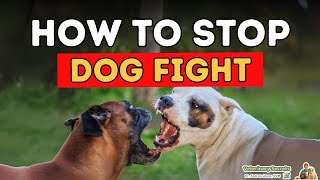 How To Stop Dog Fighting [upl. by Derrik]