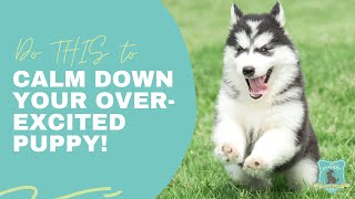 Teach Your Puppy To Calm Down With This 7 Minute Exercise [upl. by Maltz]