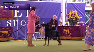 Beaucerons  Breed Judging 2024 [upl. by Neirb544]