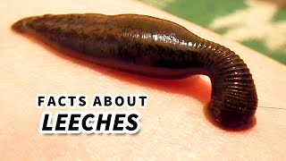 Leech Facts BLOOD SUCKER  Animal Fact Files [upl. by Leilah385]