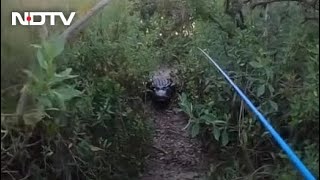 Watch Giant Alligator Chases Florida Man During Tarpon Fishing [upl. by Eelinej]