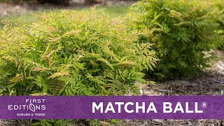 First Editions® Matcha Ball® Ash Leaf Spirea [upl. by Gwendolyn]